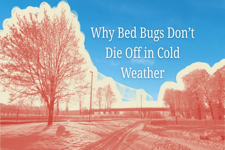 Bed Bugs