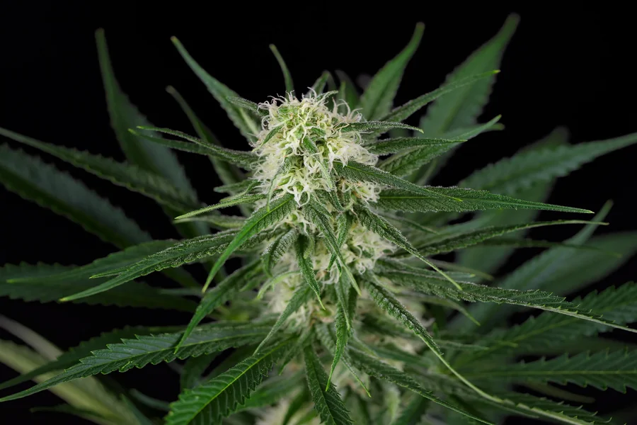 Cannabis Seeds and Northern Lights Strain Stability, Structure, and Genetic Endurance