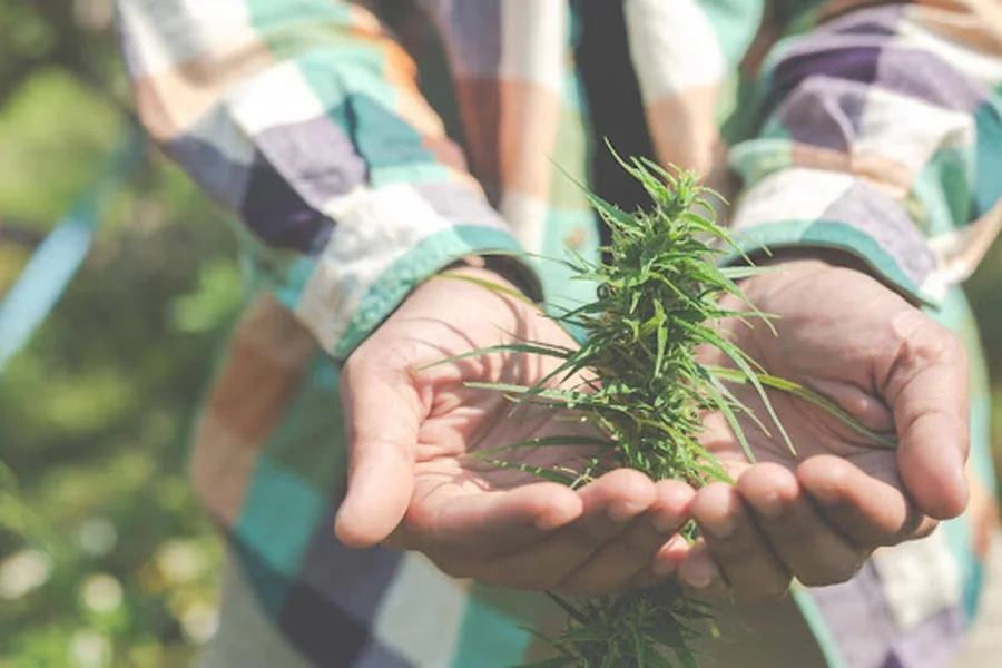 From Sacred Herbs to Modern Science