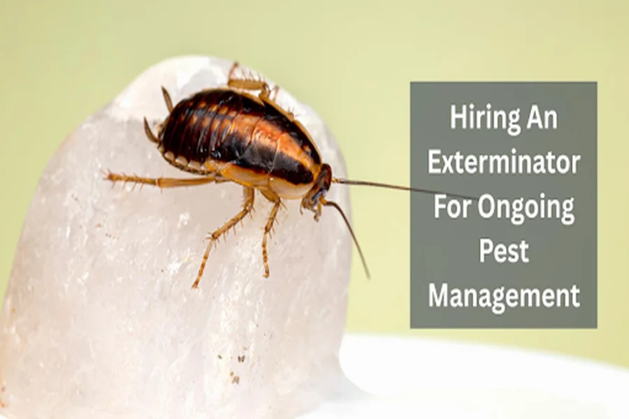 Hiring An Exterminator For Ongoing Pest Management