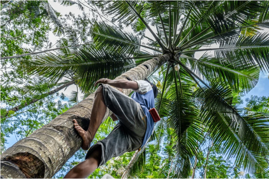 Palm Tree Fertilization