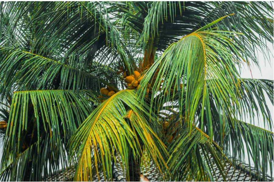 Palm Tree Fertilization